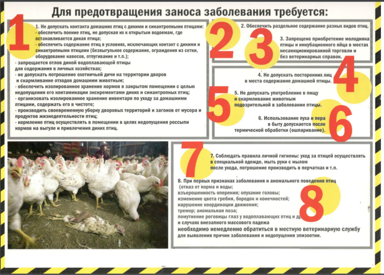 ВНИМАНИЕ! АФРИКАНСКАЯ ЧУМА СВИНЕЙ - рядом с нами (памятка населению Воронежской области). ВНИМАНИЕ! АФРИКАНСКАЯ ЧУМА СВИНЕЙ - рядом с нами (памятка населению Воронежской области).